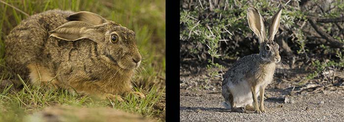 The Cape Hare Rabbit