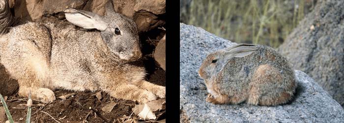 Red Rock Hare