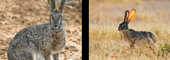 The Scrub Hare Rabbit