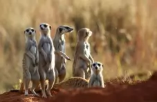 A photo of a mob of meerkats standing outside their burrows