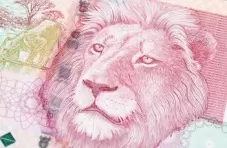 A close-up image of a pink fifty rand South African bank note with a male lion on