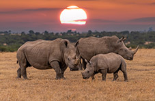 A photo of two adult white rhinos and a baby rhino on a dry grass with a line of trees at the back against an African sunset