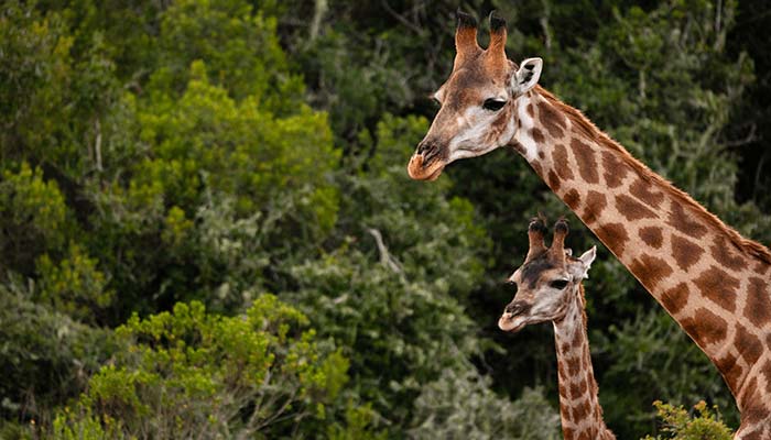 Mother Giraffe