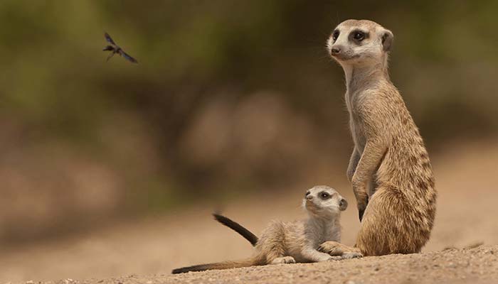 Mother Meerkat