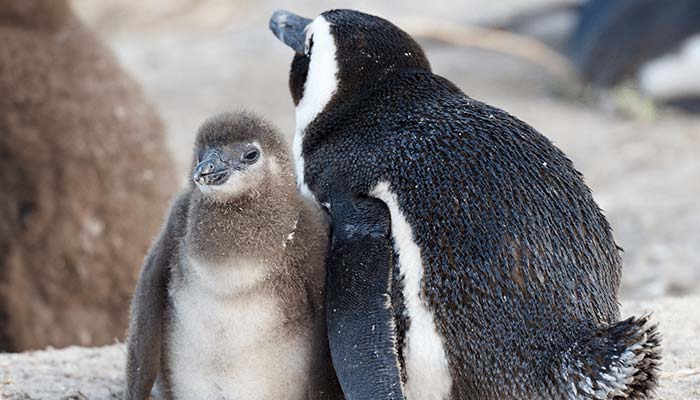 Mother Penguin