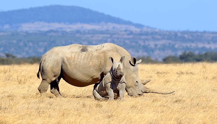 Mother Rhino