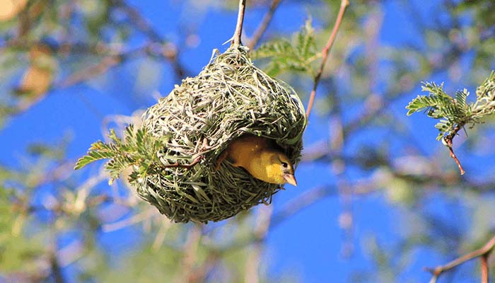 Mother Weaver