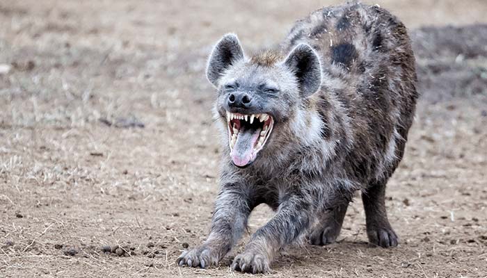 Hyena