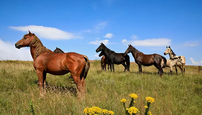 Wild Horses of Kaapsehoop