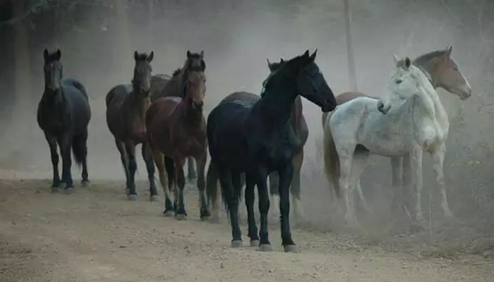 Wild Horses of Kaapsehoop