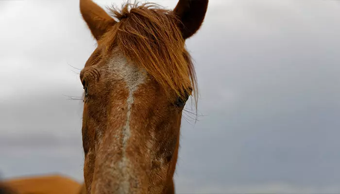 Wild Horses of Kaapsehoop