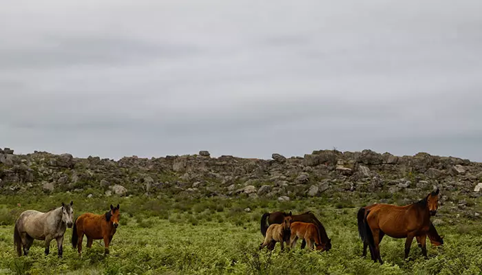 Wild Horses of Kaapsehoop